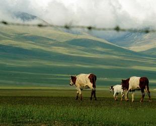 Das Grasland Bayanbulak, welches sich in der Nähe des Bergs Tianshan in Xinjiang befindet, gilt als das größte chinesische Grasland der Sub-Kältezone in China. Der Schwanensee in dieser Landschaft gehört auch zu den größten Sumpfgebieten Chinas.
