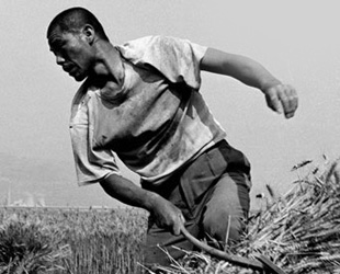 'Erntearbeiter' beschreibt das arme und heimatlose Leben der migrierenden Weizenerntearbeiter in Nordwestchina. Hu Wugong besitzt eine gro?e Leidenschaft für die Bauern, die in der Zentralebene Shanxi leben.