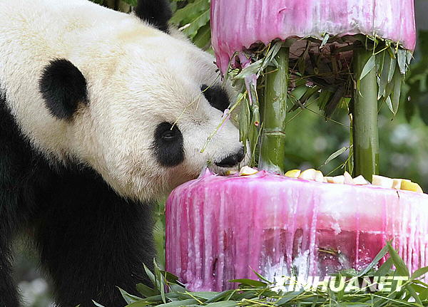 Der berühmte Riesenpanda in Washington, Tai Shan, feierte gestern seien vierten Geburtstag. Der Geburtstagskuchen bestand aus einer leckeren Kombination aus Wasser, Zuckerrüben und Zuckerrübensaft. Das ganze war mit Bambus und Früchten abgeschmeckt. 