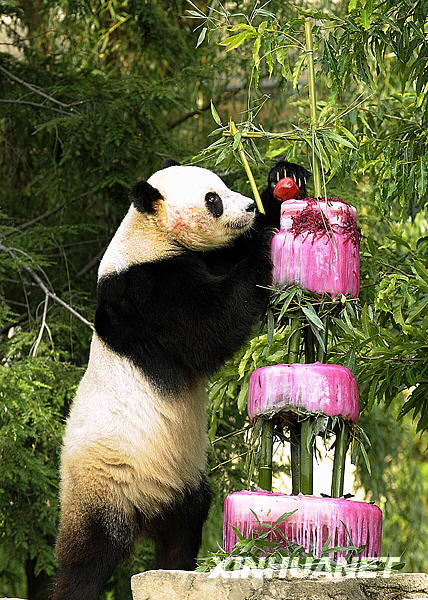 Der berühmte Riesenpanda in Washington, Tai Shan, feierte gestern seien vierten Geburtstag. Der Geburtstagskuchen bestand aus einer leckeren Kombination aus Wasser, Zuckerrüben und Zuckerrübensaft. Das ganze war mit Bambus und Früchten abgeschmeckt. 