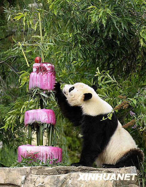 Der berühmte Riesenpanda in Washington, Tai Shan, feierte gestern seien vierten Geburtstag. Der Geburtstagskuchen bestand aus einer leckeren Kombination aus Wasser, Zuckerrüben und Zuckerrübensaft. Das ganze war mit Bambus und Früchten abgeschmeckt. 
