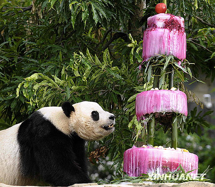 Der berühmte Riesenpanda in Washington, Tai Shan, feierte gestern seien vierten Geburtstag. Der Geburtstagskuchen bestand aus einer leckeren Kombination aus Wasser, Zuckerrüben und Zuckerrübensaft. Das ganze war mit Bambus und Früchten abgeschmeckt. 