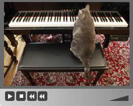Nachrichten von Chinanews zufolge ist eine Videoaufnahme von einer Klavier spielenden Katze momentan im Internet sehr beliebt. Allein auf YouTube wurde der kurzem Film bis zum Sonntag mehr als 20 Millionen Mal angeschaut.