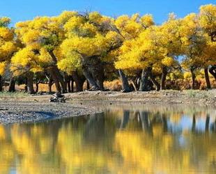 Ein Mischwald aus Nadel- und Laubbäumen, dominiert von Koreanischen Pinien, ist typisch für den Nordosten von China. Die Provinz Heilongjiang hat bereits 1958 das Fenglin Nature Reserve im Süden des Kleinen Khingangebirges als Naturschutzgebiet ausgewiesen.