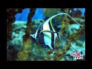 DEin Tropenfisch im Becken  