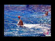 Ein Delfin balanciert einen Ball.  