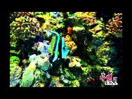 Ein Tropenfisch im Becken  