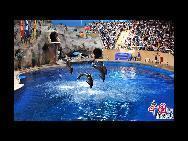 Das Beijinger Aquarium schafft einen einmaligen Lebensraum mit Meerwasser von insgesamt 18.000 Tonnen. Im Aquarium können etwa 1000 unterschiedliche Meerestiere bestaunt werden. Zudem können sich die Besucher interessante Aufführungen von Delfinen anschauen. 