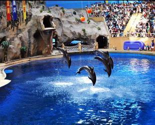 Das Beijinger Aquarium schafft einen einmaligen Lebensraum mit Meerwasser von insgesamt 18.000 Tonnen. Im Aquarium können etwa 1000 unterschiedliche Meerestiere bestaunt werden.
