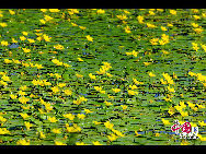 Gelbe Lotusblumen gedeihen zur Zeit im See.