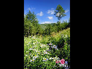 Wilde Blumen in der schönen Landschaft