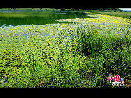 Gelbe Lotusblumen gedeihen zur Zeit im See.