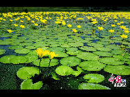 Gelbe Lotusblumen gedeihen zur Zeit im See.