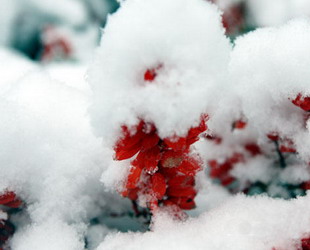 Der erste Schnee in der Hauptstadt in diesem Jahr begann Samstagnacht zu fallen. Fast ganz Beijing ist Schnee bedeckt, was zu jeder Menge Verkehrsproblemen führt.