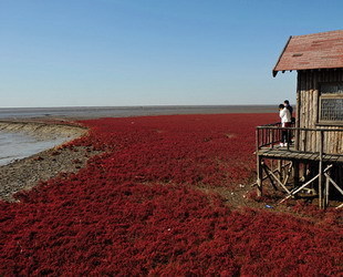 Touristen genießen den Blick auf die rote Strandlandschaft in Panjin in der nordostchinesischen Provinz Liaoning. Die Pflanzen der Strand-Sode leben in der schlammigen Ebene in Panjin und beginnen jedes Jahr im April oder Mai zu wachsen.