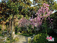 Tongli ist eine alte Wasserstadt in der ostchinesischen Provinz Jiangsu. Die Anfahrt von Suzhou aus dauert nicht lange, und schon ist man in Tongli, wo man in die Vergangenheit zurückversetzt wird. Das Städtchen ist in ganz China berühmt für seine vielen Flüsse und Kanäle, historischen Brücken und schönen Wohnhöfe. Es gibt 49 Steinbrücken und viele Gärten und Tempel in Tongli. Wegen der Landschaft sind fast alle Gebäude am Wasser gebaut.