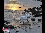 In Weihai, einer Küstenstadt der ostchinesischen Provinz Shandong, befindet sich ein regelrechter 'Schwanensee'. Hierher strömen im November jährlich über zehntausend Schwäne aus Sibirien und der Inneren Mongolei, um in einer wärmeren Region zu überwintern. Derzeit sorgen die Tiere und der See für eine wunderbare Szenerie.