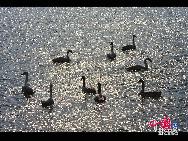 In Weihai, einer Küstenstadt der ostchinesischen Provinz Shandong, befindet sich ein regelrechter 'Schwanensee'. Hierher strömen im November jährlich über zehntausend Schwäne aus Sibirien und der Inneren Mongolei, um in einer wärmeren Region zu überwintern. Derzeit sorgen die Tiere und der See für eine wunderbare Szenerie.