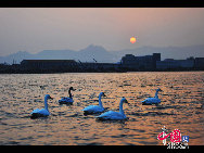 In Weihai, einer Küstenstadt der ostchinesischen Provinz Shandong, befindet sich ein regelrechter 'Schwanensee'. Hierher strömen im November jährlich über zehntausend Schwäne aus Sibirien und der Inneren Mongolei, um in einer wärmeren Region zu überwintern. Derzeit sorgen die Tiere und der See für eine wunderbare Szenerie.