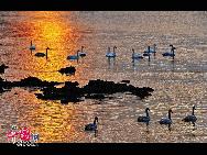 In Weihai, einer Küstenstadt der ostchinesischen Provinz Shandong, befindet sich ein regelrechter 'Schwanensee'. Hierher strömen im November jährlich über zehntausend Schwäne aus Sibirien und der Inneren Mongolei, um in einer wärmeren Region zu überwintern. Derzeit sorgen die Tiere und der See für eine wunderbare Szenerie.