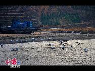 In Weihai, einer Küstenstadt der ostchinesischen Provinz Shandong, befindet sich ein regelrechter 'Schwanensee'. Hierher strömen im November jährlich über zehntausend Schwäne aus Sibirien und der Inneren Mongolei, um in einer wärmeren Region zu überwintern. Derzeit sorgen die Tiere und der See für eine wunderbare Szenerie.
