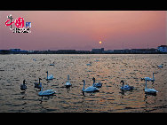 In Weihai, einer Küstenstadt der ostchinesischen Provinz Shandong, befindet sich ein regelrechter 'Schwanensee'. Hierher strömen im November jährlich über zehntausend Schwäne aus Sibirien und der Inneren Mongolei, um in einer wärmeren Region zu überwintern. Derzeit sorgen die Tiere und der See für eine wunderbare Szenerie.