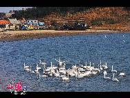 In Weihai, einer Küstenstadt der ostchinesischen Provinz Shandong, befindet sich ein regelrechter 'Schwanensee'. Hierher strömen im November jährlich über zehntausend Schwäne aus Sibirien und der Inneren Mongolei, um in einer wärmeren Region zu überwintern. Derzeit sorgen die Tiere und der See für eine wunderbare Szenerie.