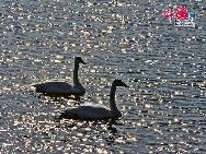 In Weihai, einer Küstenstadt der ostchinesischen Provinz Shandong, befindet sich ein regelrechter 'Schwanensee'. Hierher strömen im November jährlich über zehntausend Schwäne aus Sibirien und der Inneren Mongolei, um in einer wärmeren Region zu überwintern. Derzeit sorgen die Tiere und der See für eine wunderbare Szenerie.