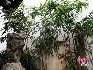 Der Garten Yu ist einer der bekanntesten Gärten in China und nationales Kulturgut. Er befindet sich im Zentrum der Altstadt in Shanghai in der Nähe des Chenghuangmiao (Tempel des Stadtgottes). Der Garten Yuyuan wurde im Jahr 1559 gebaut und 1577 erweitert. Die verschiedenen Gartenabschnitte sind mit gerundeten weißen Mauern voneinander getrennt, auf denen Drachen sitzen. Der Garten ist mit Felsen geschmückt. [Zhao Na]