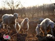 Jinshanling ist ein Abschnitt der Chinesischen Großen Mauer in der Berggegend des Kreises Luanping 125 Kilometer nordöstlich von Beijing. Er beginnt am Wangjinglou Tower im Osten und endet in Longyukou im Westen, und ist damit rund zehn Kilometer lang. Der Eintritt kostet 40 RMB, umgerechnet rund 4 Euro. Eine Seilbahn trägt die Besucher zum höchsten Punkt der Mauer. [Foto von Jia Yunlong]