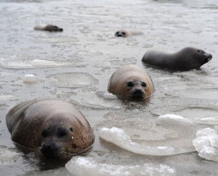 Mehrere Seehunde saßen am Sonntag auf der gefrorenen Oberfläche eines Sees in einem Resort in Yantai fest, einer Küstenstadt in der ostchinesischen Provinz Shandong. Arbeiter in dem Resort halfen, das Eis zu brechen, um über 60 Seehunde zu retten.