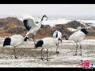 Auch im Winter ist das Naturschutzgebiet Zhalong in Qiqihar in der nordostchinesischen Provinz Heilongjiang lebendig. Zahlreiche Kraniche besiedeln dieses vom Schnee bedeckte Sumpfgebiet. Ihre Tänze und die Schneelandschaft sorgen derzeit für eine schöne Szenerie. (Foto von Wang Maohuan)