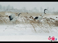 Auch im Winter ist das Naturschutzgebiet Zhalong in Qiqihar in der nordostchinesischen Provinz Heilongjiang lebendig. Zahlreiche Kraniche besiedeln dieses vom Schnee bedeckte Sumpfgebiet. Ihre Tänze und die Schneelandschaft sorgen derzeit für eine schöne Szenerie. (Foto von Wang Maohuan)