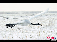 Auch im Winter ist das Naturschutzgebiet Zhalong in Qiqihar in der nordostchinesischen Provinz Heilongjiang lebendig. Zahlreiche Kraniche besiedeln dieses vom Schnee bedeckte Sumpfgebiet. Ihre Tänze und die Schneelandschaft sorgen derzeit für eine schöne Szenerie. (Foto von Wang Maohuan)