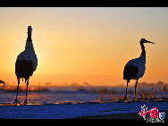 Auch im Winter ist das Naturschutzgebiet Zhalong in Qiqihar in der nordostchinesischen Provinz Heilongjiang lebendig. Zahlreiche Kraniche besiedeln dieses vom Schnee bedeckte Sumpfgebiet. Ihre Tänze und die Schneelandschaft sorgen derzeit für eine schöne Szenerie. (Foto von Wang Maohuan)