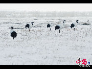 Auch im Winter ist das Naturschutzgebiet Zhalong in Qiqihar in der nordostchinesischen Provinz Heilongjiang lebendig. Zahlreiche Kraniche besiedeln dieses vom Schnee bedeckte Sumpfgebiet. Ihre Tänze und die Schneelandschaft sorgen derzeit für eine schöne Szenerie. (Foto von Wang Maohuan)