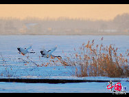 Auch im Winter ist das Naturschutzgebiet Zhalong in Qiqihar in der nordostchinesischen Provinz Heilongjiang lebendig. Zahlreiche Kraniche besiedeln dieses vom Schnee bedeckte Sumpfgebiet. Ihre Tänze und die Schneelandschaft sorgen derzeit für eine schöne Szenerie. (Foto von Wang Maohuan)