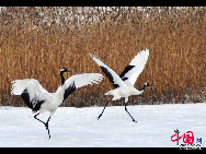 Auch im Winter ist das Naturschutzgebiet Zhalong in Qiqihar in der nordostchinesischen Provinz Heilongjiang lebendig. Zahlreiche Kraniche besiedeln dieses vom Schnee bedeckte Sumpfgebiet. Ihre Tänze und die Schneelandschaft sorgen derzeit für eine schöne Szenerie. (Foto von Wang Maohuan)