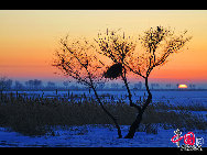 Auch im Winter ist das Naturschutzgebiet Zhalong in Qiqihar in der nordostchinesischen Provinz Heilongjiang lebendig. Zahlreiche Kraniche besiedeln dieses vom Schnee bedeckte Sumpfgebiet. Ihre Tänze und die Schneelandschaft sorgen derzeit für eine schöne Szenerie. (Foto von Wang Maohuan)