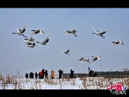 Auch im Winter ist das Naturschutzgebiet Zhalong in Qiqihar in der nordostchinesischen Provinz Heilongjiang lebendig. Zahlreiche Kraniche besiedeln dieses vom Schnee bedeckte Sumpfgebiet. Ihre Tänze und die Schneelandschaft sorgen derzeit für eine schöne Szenerie. (Foto von Wang Maohuan)