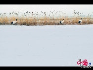 Auch im Winter ist das Naturschutzgebiet Zhalong in Qiqihar in der nordostchinesischen Provinz Heilongjiang lebendig. Zahlreiche Kraniche besiedeln dieses vom Schnee bedeckte Sumpfgebiet. Ihre Tänze und die Schneelandschaft sorgen derzeit für eine schöne Szenerie. (Foto von Wang Maohuan)