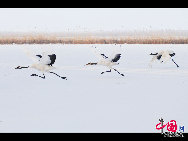 Auch im Winter ist das Naturschutzgebiet Zhalong in Qiqihar in der nordostchinesischen Provinz Heilongjiang lebendig. Zahlreiche Kraniche besiedeln dieses vom Schnee bedeckte Sumpfgebiet. Ihre Tänze und die Schneelandschaft sorgen derzeit für eine schöne Szenerie. (Foto von Wang Maohuan)