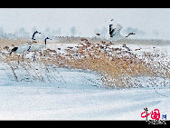 Auch im Winter ist das Naturschutzgebiet Zhalong in Qiqihar in der nordostchinesischen Provinz Heilongjiang lebendig. Zahlreiche Kraniche besiedeln dieses vom Schnee bedeckte Sumpfgebiet. Ihre Tänze und die Schneelandschaft sorgen derzeit für eine schöne Szenerie. (Foto von Wang Maohuan)