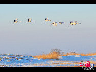 Auch im Winter ist das Naturschutzgebiet Zhalong in Qiqihar in der nordostchinesischen Provinz Heilongjiang lebendig. Zahlreiche Kraniche besiedeln dieses vom Schnee bedeckte Sumpfgebiet. Ihre Tänze und die Schneelandschaft sorgen derzeit für eine schöne Szenerie. (Foto von Wang Maohuan)