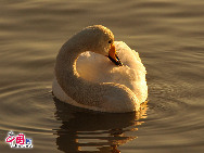 Rongcheng mit seinen nahezu 10.000 Zugsingschwänen pro Winter ist zu einem bekannten Ort für Singschwäne im Winter geworden. Das Naturreservat Rongcheng erstreckt sich auf eine Fläche von 1.675 Hektar. Das Naturreservat wurde errichtet, um das sumpfige Grasland und bedrohte Vögel zu schützen. [Foto von Jia Yunlong]