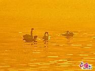 Rongcheng mit seinen nahezu 10.000 Zugsingschwänen pro Winter ist zu einem bekannten Ort für Singschwäne im Winter geworden. Das Naturreservat Rongcheng erstreckt sich auf eine Fläche von 1.675 Hektar. Das Naturreservat wurde errichtet, um das sumpfige Grasland und bedrohte Vögel zu schützen. [Foto von Jia Yunlong]