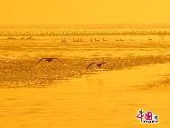 Rongcheng mit seinen nahezu 10.000 Zugsingschwänen pro Winter ist zu einem bekannten Ort für Singschwäne im Winter geworden. Das Naturreservat Rongcheng erstreckt sich auf eine Fläche von 1.675 Hektar. Das Naturreservat wurde errichtet, um das sumpfige Grasland und bedrohte Vögel zu schützen. [Foto von Jia Yunlong]