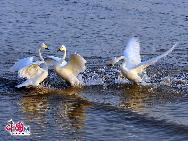 Rongcheng mit seinen nahezu 10.000 Zugsingschwänen pro Winter ist zu einem bekannten Ort für Singschwäne im Winter geworden. Das Naturreservat Rongcheng erstreckt sich auf eine Fläche von 1.675 Hektar. Das Naturreservat wurde errichtet, um das sumpfige Grasland und bedrohte Vögel zu schützen. [Foto von Jia Yunlong]