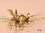 Rongcheng mit seinen nahezu 10.000 Zugsingschwänen pro Winter ist zu einem bekannten Ort für Singschwäne im Winter geworden. Das Naturreservat Rongcheng erstreckt sich auf eine Fläche von 1.675 Hektar. Das Naturreservat wurde errichtet, um das sumpfige Grasland und bedrohte Vögel zu schützen. [Foto von Jia Yunlong]