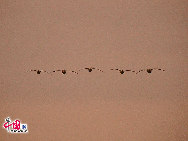 Rongcheng mit seinen nahezu 10.000 Zugsingschwänen pro Winter ist zu einem bekannten Ort für Singschwäne im Winter geworden. Das Naturreservat Rongcheng erstreckt sich auf eine Fläche von 1.675 Hektar. Das Naturreservat wurde errichtet, um das sumpfige Grasland und bedrohte Vögel zu schützen. [Foto von Jia Yunlong]
